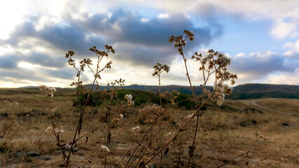 tree in the desert with cloudy sky