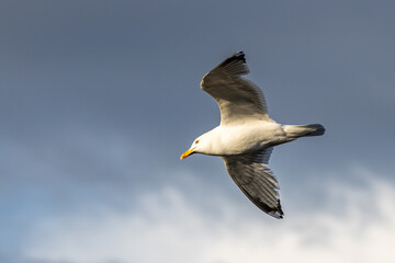 A seagull flying against a blue sky in summer .