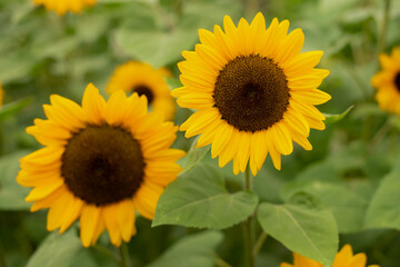 Sonnenblumen Hintergrund Close-up