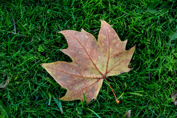 Dry leaf on grass