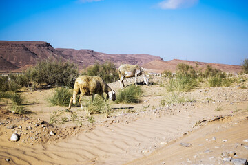 Sheep in a desert with a beautiful landscape