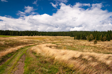 Fototapeta na wymiar windy colorful fields, path to the forest, blue cloudy sky, bohemian forest, czech republic