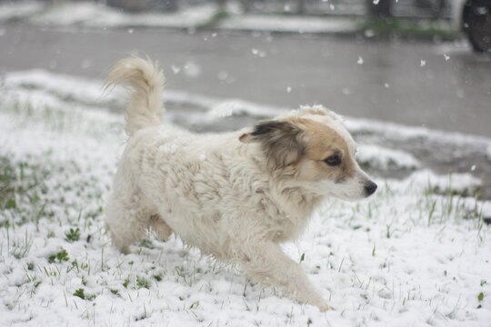 Perro caminando mientras cae la nieve.