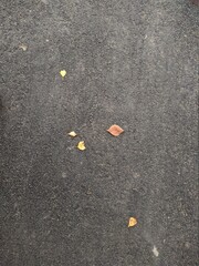 wet asphalt with fallen colorful autumn leaves