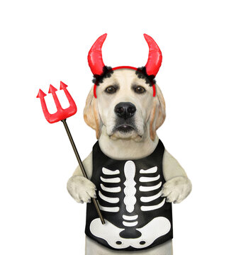 A dog in a skeleton costume and red horns nolds a devil spear for Halloween. White background. Isolated.