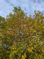 tree branches with colorful autumn leaves in the daytime