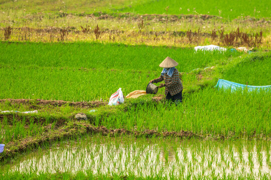 Vietnam, Frauen bei der Arbeit in den Reisfeldern, der Anbau und Düngung von Reis.