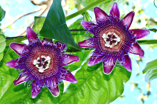 Flor de la pasi&oacute;n