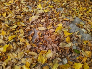 colorful background of fallen autumn leaves photo