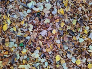 colorful background of fallen autumn leaves photo