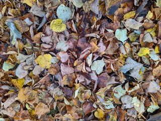 colorful background of fallen autumn leaves photo