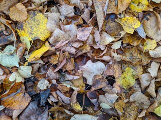 colorful background of fallen autumn leaves photo