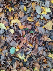 colorful background of fallen autumn leaves photo