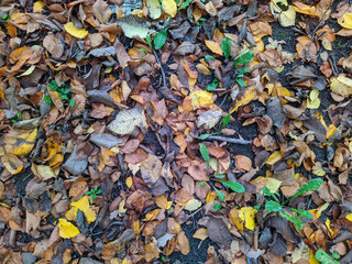 colorful background of fallen autumn leaves photo