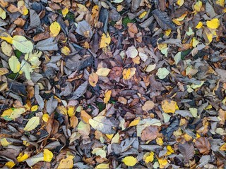 colorful background of fallen autumn leaves photo