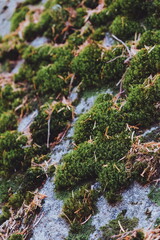 moss and stone texture. rocks. mountainside