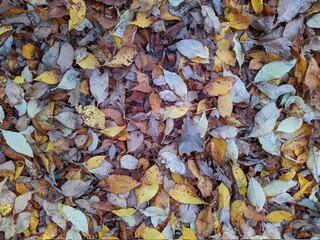 colorful background of fallen autumn leaves photo