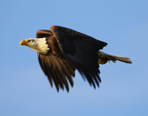 Close up of American bald eagle in flight near Anchorage, Alaska with a clear blue sky in the background