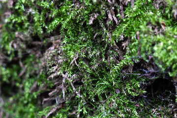 Green moss on a tree close-up