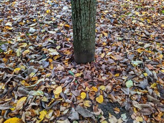 colored and golden fallen leaves between tree trunk