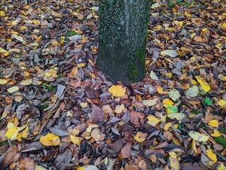 colored and golden fallen leaves between tree trunk