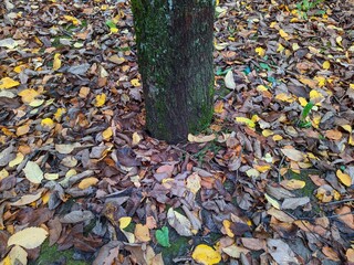 colored and golden fallen leaves between tree trunk