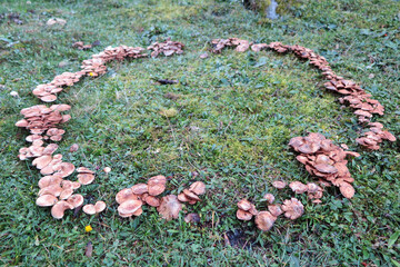 Hexenring - Feenring - Fairy ring