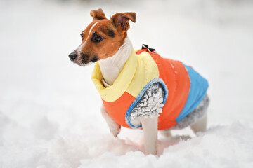 Small Jack Russell terrier dog in bright orange yellow and blue winter jacket standing on snow covered ground - Powered by Adobe