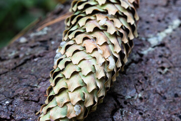 Spruce cone on the bark of a tree