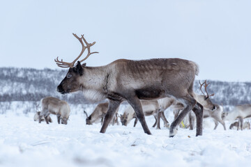 Rebanho de renas dos Samis na Noruega em Karasjok