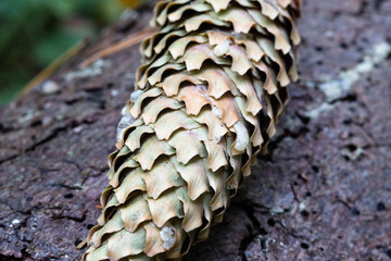Spruce cone on the bark of a tree