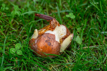 Colchicum bulb ready for planting