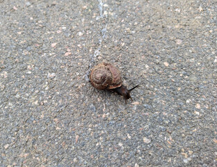 snail on the asphalt top view close up photo