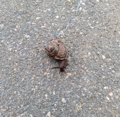 snail on the asphalt top view close up photo