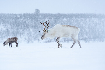 Rena na Noruega no inverno.
