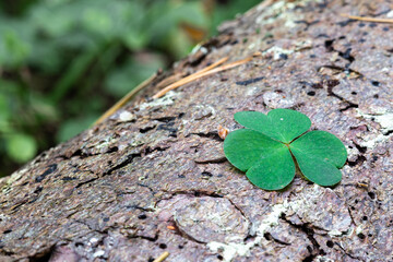 Clover leaf lying on a tree. Shamrock.