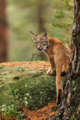 Eurasian lynx (Lynx lynx), young kitten climbs a rock and turns his head back