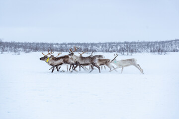 Fototapeta na wymiar Criação de renas ao Norte Noruega já no Circulo Polar Ártico. Rebanho de renas dos Samis na Noruega em Karasjok