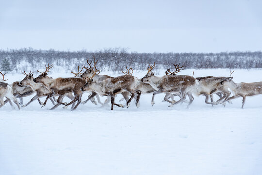 Cria&ccedil;&atilde;o de renas ao Norte Noruega j&aacute; no Circulo Polar &Aacute;rtico pela etnia dos Samis.