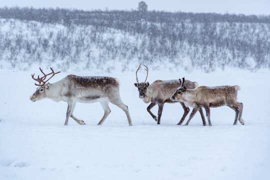 Cria&ccedil;&atilde;o de renas ao Norte Noruega j&aacute; no Circulo Polar &Aacute;rtico. Rebanho de renas dos Samis na Noruega em Karasjok