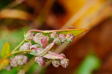 Bug on leaf