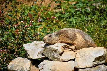 marmot resting on some rocks
