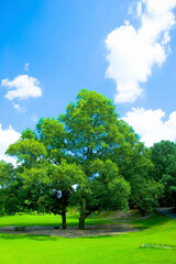 Fototapeta na wymiar 一本の木と青空
