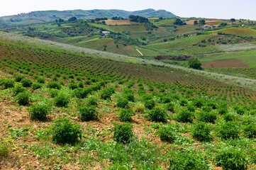 Landscape near Balestrate in Sicily, Italy