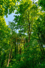 green forest in summer