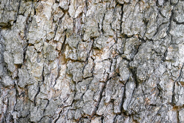 tree bark close-up as background. the texture of the bark