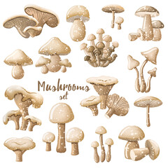 Set of mushrooms of different types in brown tones