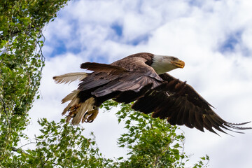 Close up portrait of American bald eagle in flight with open wings near Anchorage Alaska with blood on talons and sky and tree leaves in background