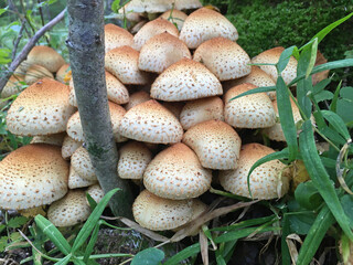 Group of Fungus with Yellowish Flakes in The Forest Mushroom Species of Fungi Armillaria Mellea