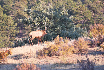 Bull Elk in the Woods